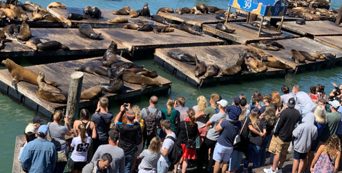 Pier 39 Sea Lions and tourists